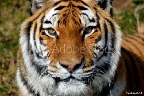 Picture of Portrait of a tiger